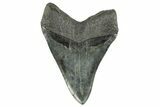 Fossil Megalodon Tooth - South Carolina #367927-2